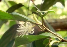 Alangium lamarckii flower9.jpg